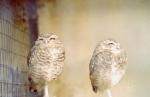 thumbs/Burrowing_Owls-Sept_1980.jpg.jpg