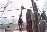 thumbs/Giraffes2-Jan_1981.jpg.jpg