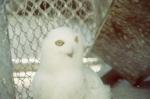 thumbs/Snow_Owl-Sept_1980.jpg.jpg