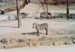 thumbs/Zebras2-Jan_1981.jpg.jpg
